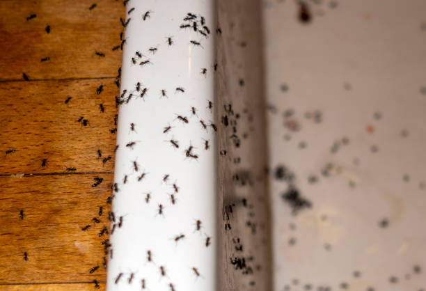 Best Rat Extermination Near Me  in Osawatomie, KS